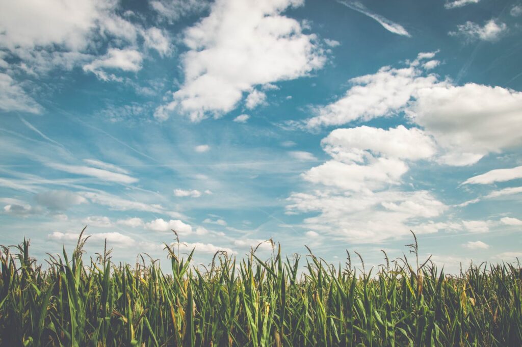 Corn field under a beautiful blue sky with fluffy clouds