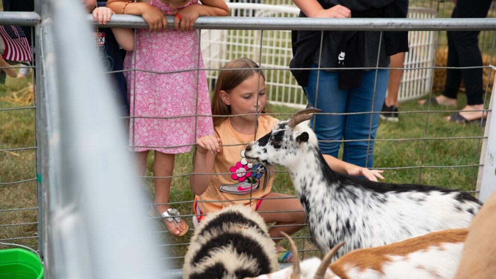 Girl petting a goat at the Swisher Fun Days petting zoo