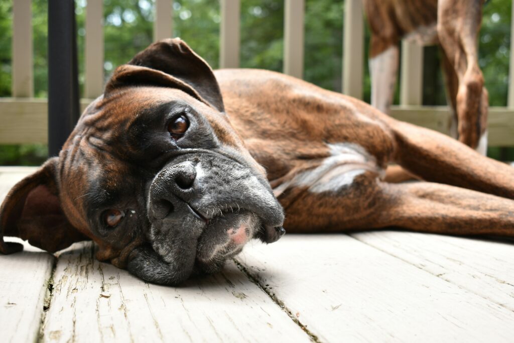 Boxer dog relaxing on a wood deck