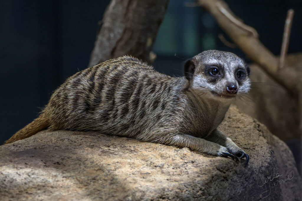 Meercat in the Niabi Zoo in Coal Valley, Illinois