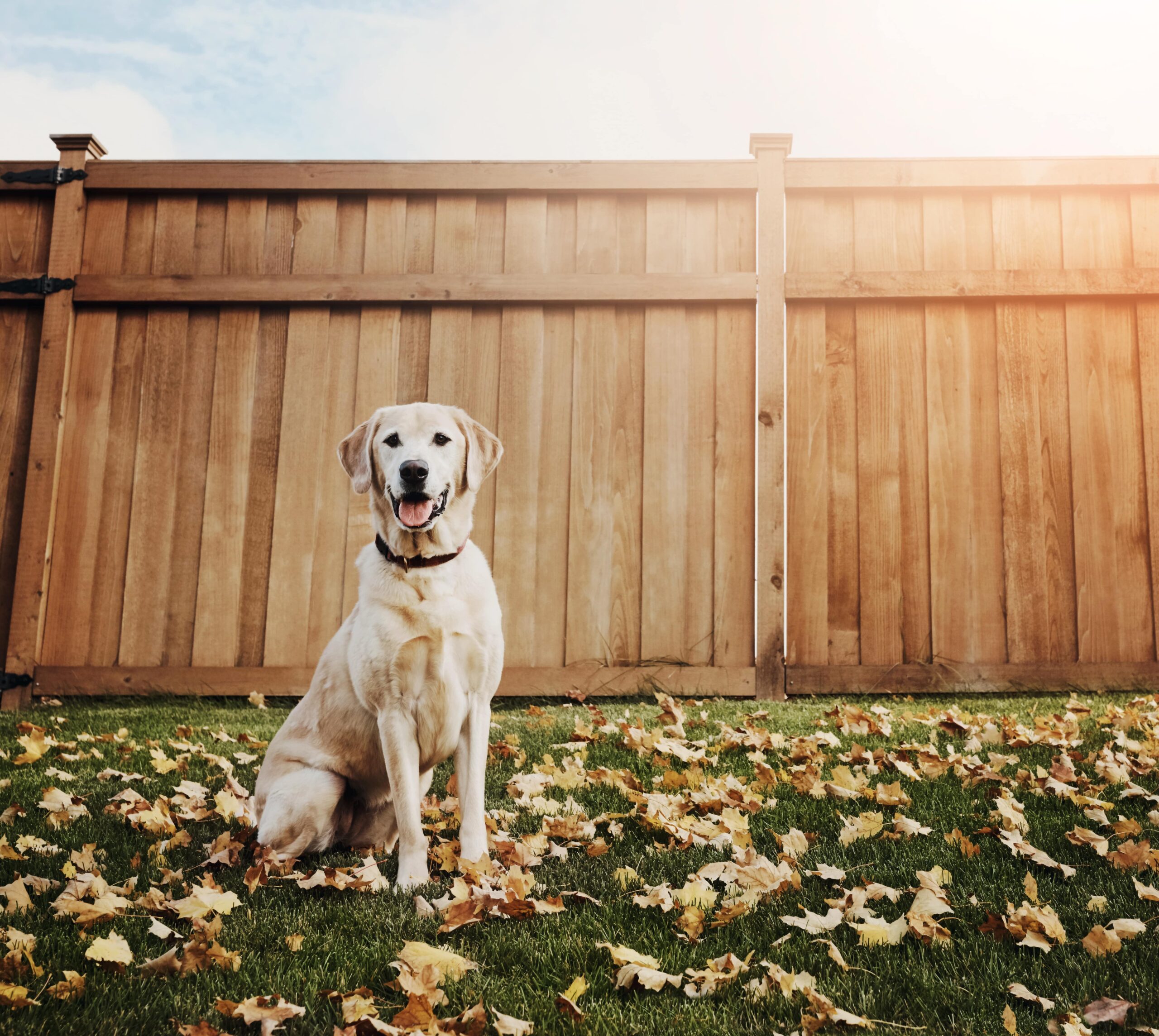 Dog sitting in grass in a fenced-in yard