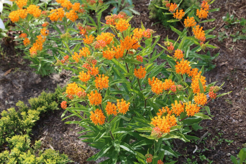 Orange butterfly weed in a field in summer