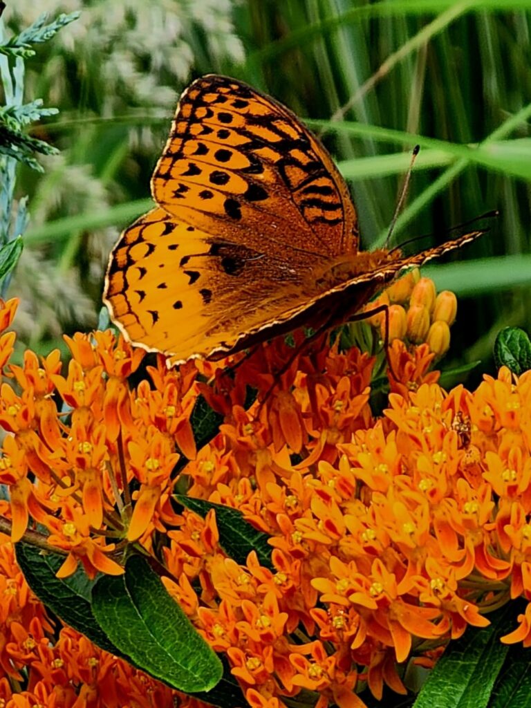 Orange butterfly in a field resting on an orange flower