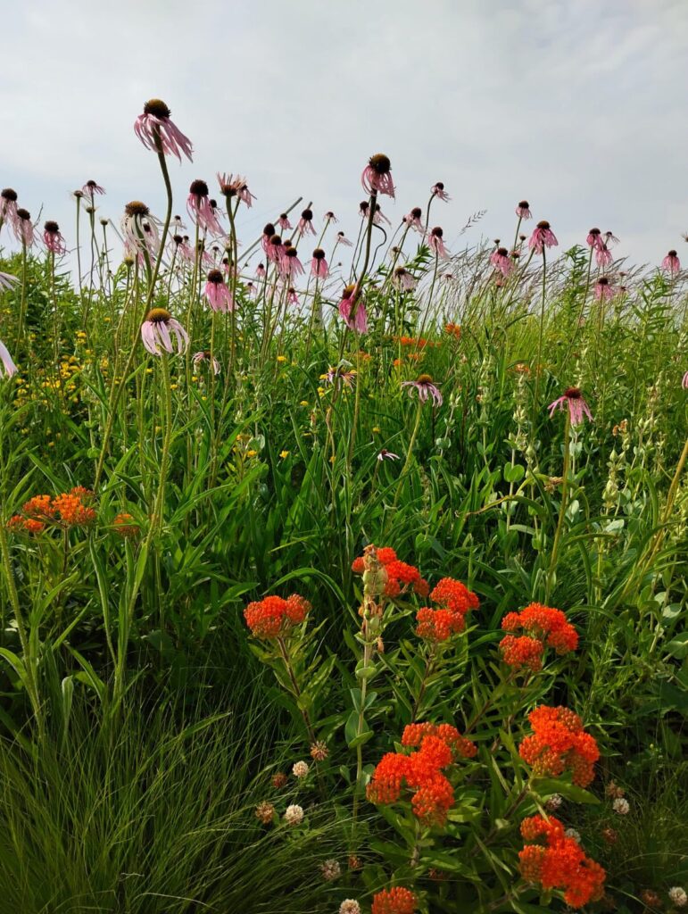 Sustainable landscaping in Iowa 