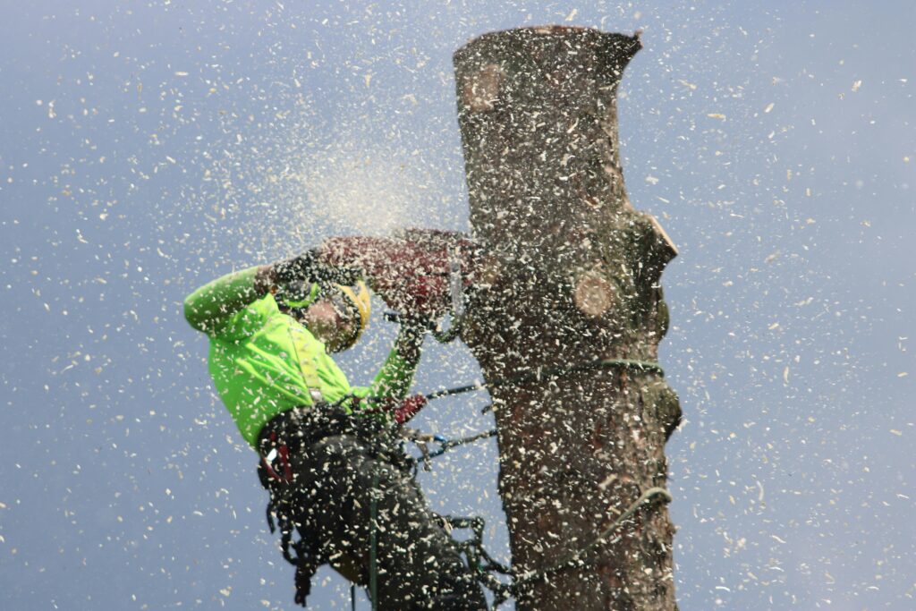 Man cutting down a large tree