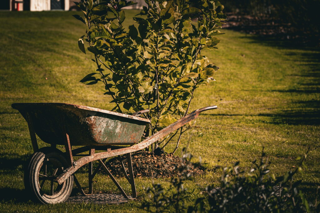 Old wheelbarrow in a yard near a freshly planted and mulched tree