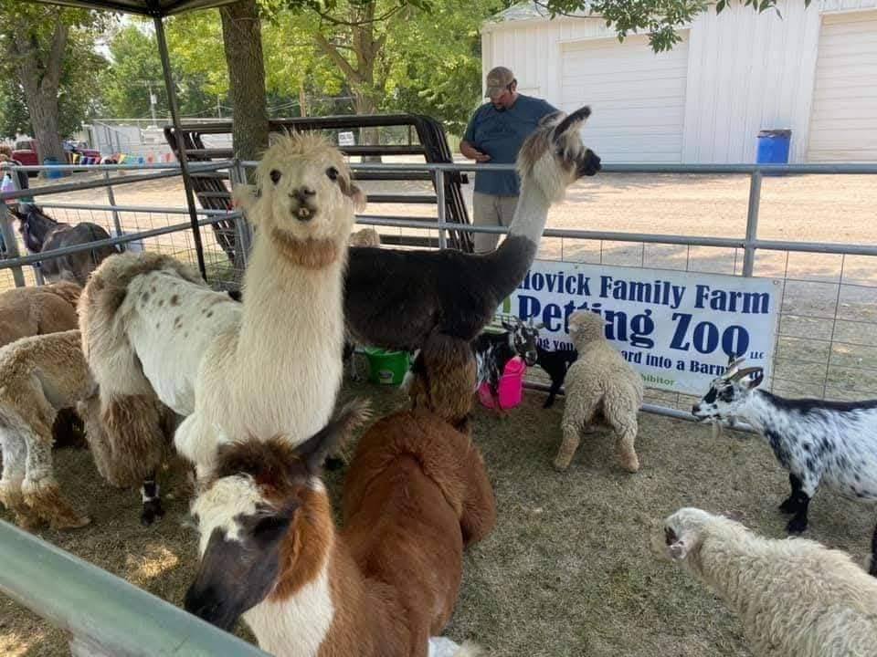 Llamas and other animals at a petting zoo at Swisher Fun Days in Swisher, Iowa
